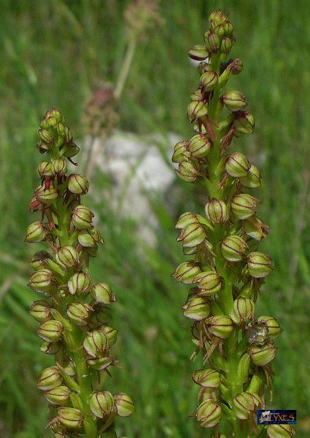 Orchis anthropophora.JPG